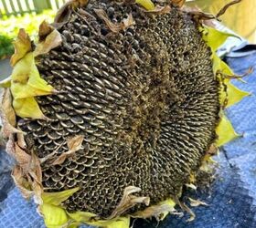 cosecha de semillas de girasol, Primer plano de una cabeza de girasol lista para cosechar las semillas