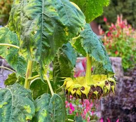 guirnalda para la puerta de entrada con flores frescas de jardn, Girasoles listos para la cosecha