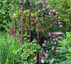 guirnalda para la puerta de entrada con flores frescas de jardn, Gu a completa para el cuidado de las rosas