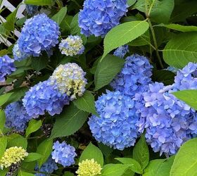 guirnalda para la puerta de entrada con flores frescas de jardn, Cuidados b sicos de las hortensias