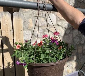 antes de que soplen vientos fros es hora de que las plantas colgantes entren en