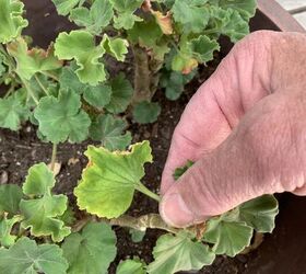 antes de que soplen vientos fros es hora de que las plantas colgantes entren en