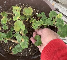 antes de que soplen vientos fros es hora de que las plantas colgantes entren en