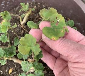 antes de que soplen vientos fros es hora de que las plantas colgantes entren en