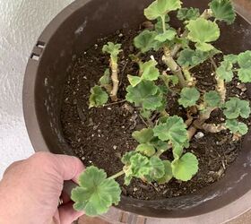 antes de que soplen vientos fros es hora de que las plantas colgantes entren en