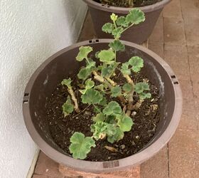 antes de que soplen vientos fros es hora de que las plantas colgantes entren en