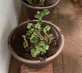 antes de que soplen vientos fros es hora de que las plantas colgantes entren en