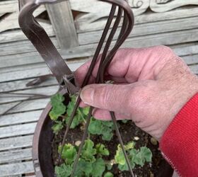 antes de que soplen vientos fros es hora de que las plantas colgantes entren en