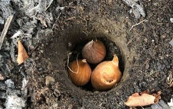 Critter Proof Your Fall Bulbs