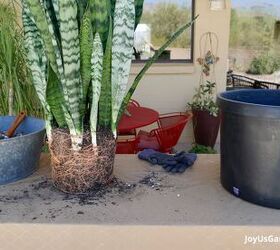 cmo replantar una planta de serpiente grande