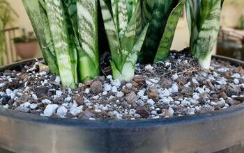 How To Repot A Large Snake Plant
