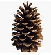 Pine cones