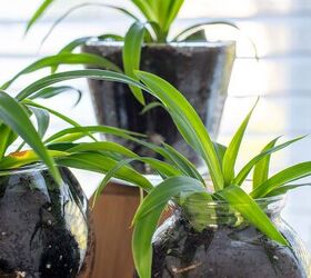 3 sencillos pasos para propagar plantas araa plantas para decorar el hogar