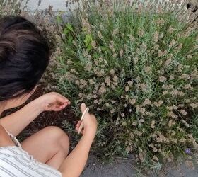 diy bolsita de lavanda seca, mujer cortando lavanda