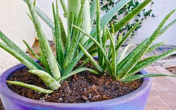 Planting Aloe Vera in Pots: Plus the Soil Mix to Use