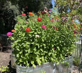 Todo sobre el cultivo de zinnias: Fácil hermosas flores de verano