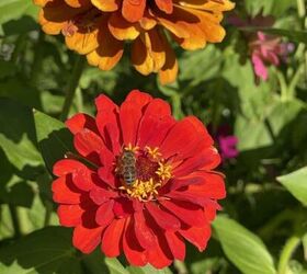 todo sobre el cultivo de zinnias fcil hermosas flores de verano, abeja en la zinnia roja