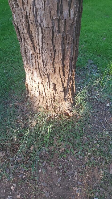 what is the best method for killing grass around trees