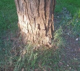 What is the best method for killing grass around trees?