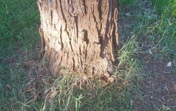 What is the best method for killing grass around trees?