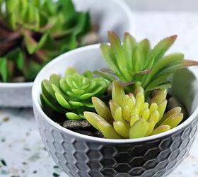 Succulent Oil Diffuser by Everything Pretty