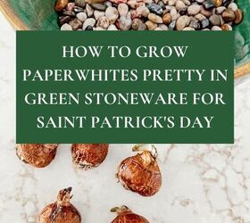 cmo cultivar paperwhites pretty in green gres para san patricio, C mo cultivar Paperwhites en gres verde para el D a de San Patricio