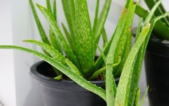 A Complete Guide on How to Care for Aloe Vera Plants
