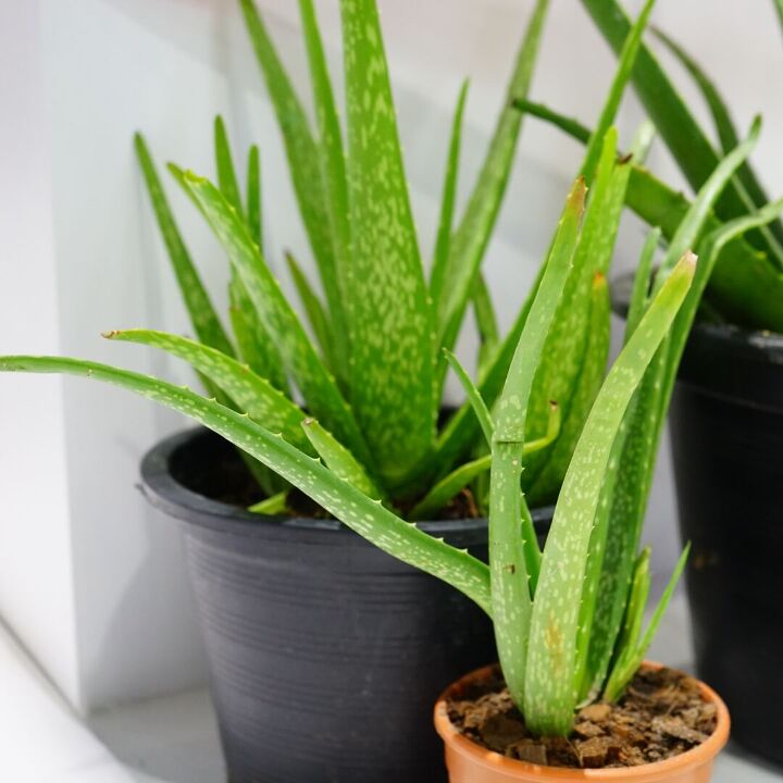 how to care for aloe vera plants, aloe vera plants in terra cotta pots