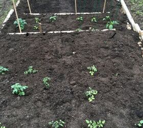 cmo sembrar en interior, Mi primera parcela de jard n de la comunidad en 2016 justo despu s de plantar mis semillas y plantas de pimiento