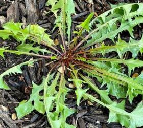 Spray this all over your weeds to kill them instantly