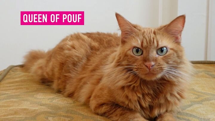 diy leather ottoman how to paint fabric to look like leather, Baguette the cat