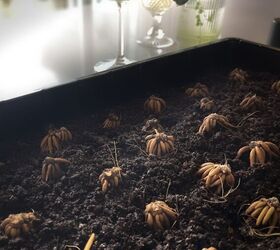 ranunculus jardn crecer en interiores, ran nculos bulbos