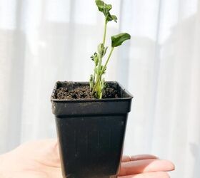 ranunculus jardn crecer en interiores, plantas