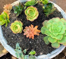 diy succulent birdbath planter