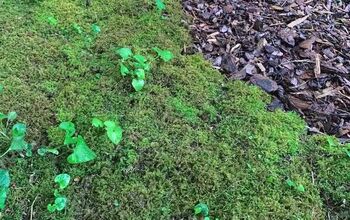 How To Transplant Moss & Expand It In Your Yard