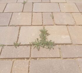 What is the best tool for removing weeds between pavers?