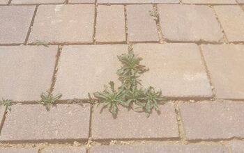 What is the best tool for removing weeds between pavers?