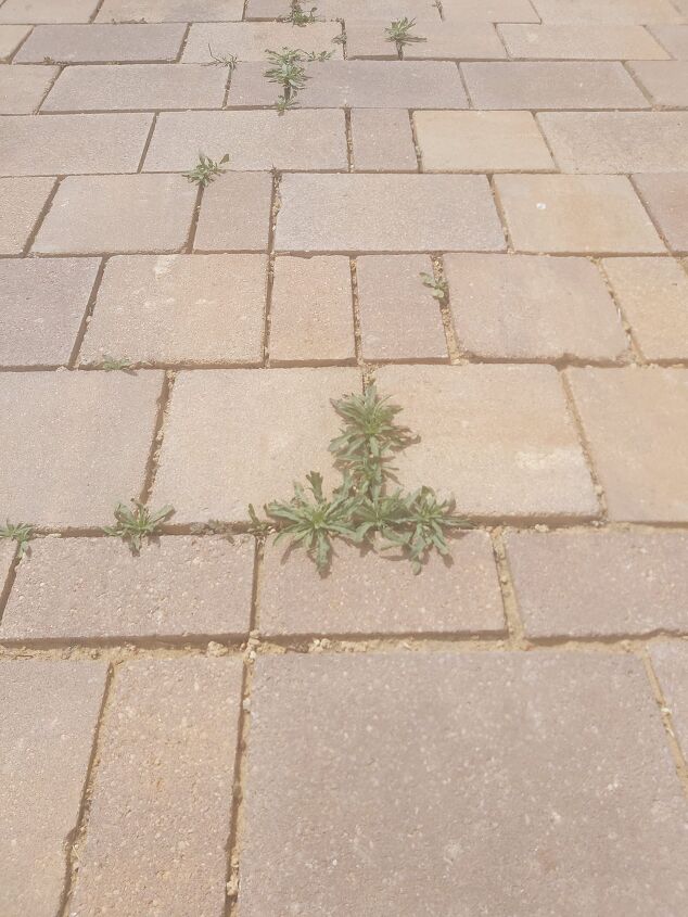 what is the best tool for removing weeds between pavers