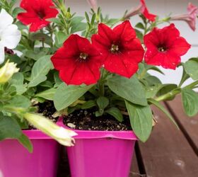 cmo crear una cesta patritica para la puerta con plantas anuales, Petunias rojas anuales de verano para la cesta de la puerta de Hanning Midwest Life and Style Blog