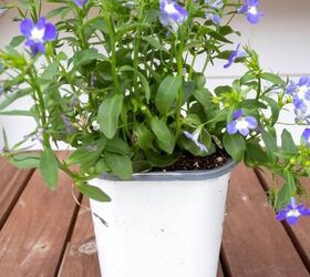 cmo crear una cesta patritica para la puerta con plantas anuales, Anuario de verano Lobelia azul para la cesta Hanning Door Midwest Life and Style Blog