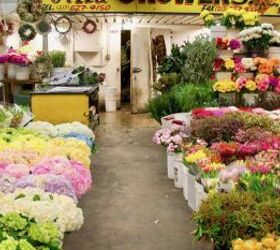 flores de pascua convertidas en un precioso cenador, Mercado de flores