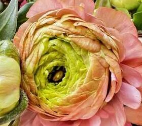 flores de pascua convertidas en un precioso cenador, Ran nculos