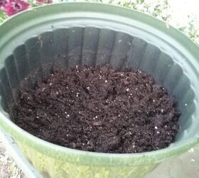 consejos para plantar petunias, tierra para macetas en maceta de patio