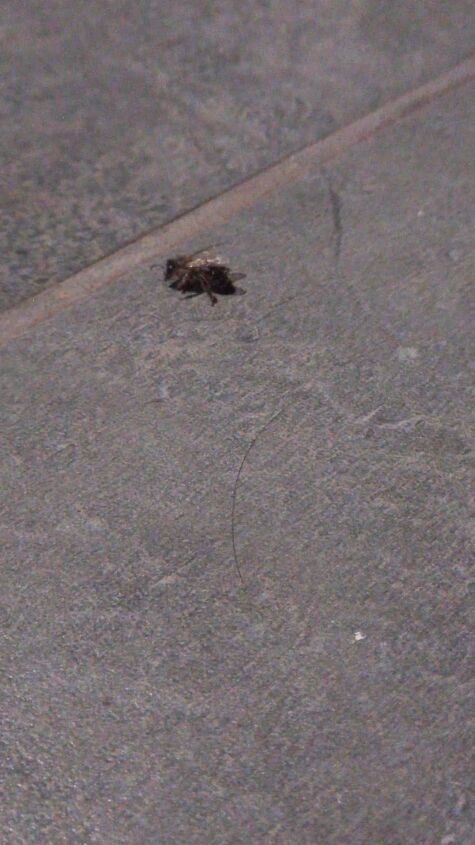 Flies in Garage: Effective Solutions to Eliminate Them Fast