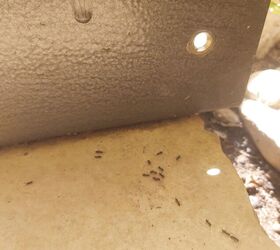 ¿Qué eficacia tienen las hojas de laurel contra las hormigas?