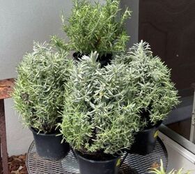 cmo cultivar lavanda en macetas, tres plantas de hierbas de Provenza Lavanda en una mesa de alambre Planta de romero al fondo