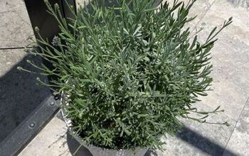 Como cultivar lavanda em vasos