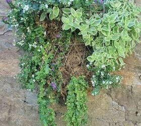 cmo hacer el mejor macetero de pared para tu espacio, Jardinera de pared a mitad de temporada con las plantas rellen ndose Colgada en una pared de roca maciza