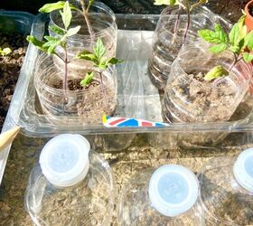 convierte tus botellas de plstico en incubadoras de semillas, Pl ntulas