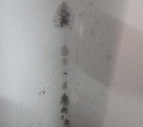 How to remove mold on plaster walls?